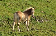 11 Cavallino mi osserva incuriosito